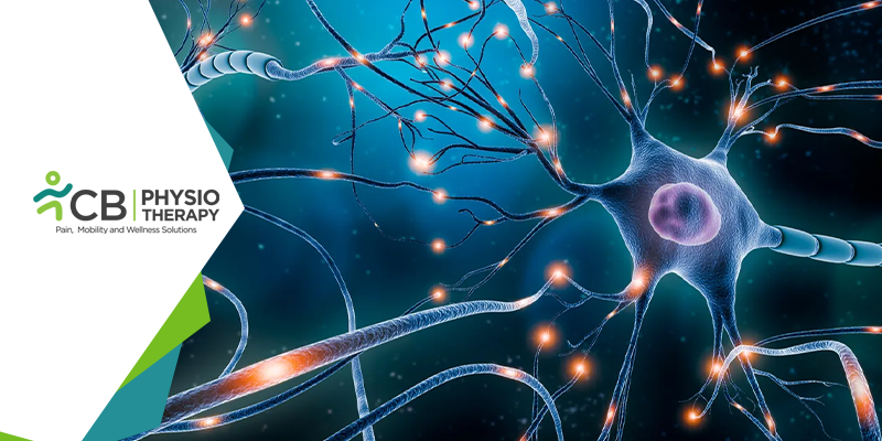 Multiple Sclerosis: Regaining Of Strength And Function By Physiotherapy